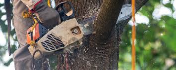 Best Stump Grinding and Removal  in Liverpool, NY