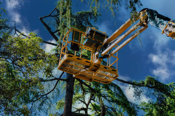 Best Tree Maintenance Programs  in Liverpool, NY
