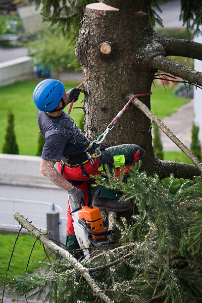  Liverpool, NY Tree Removal Pros