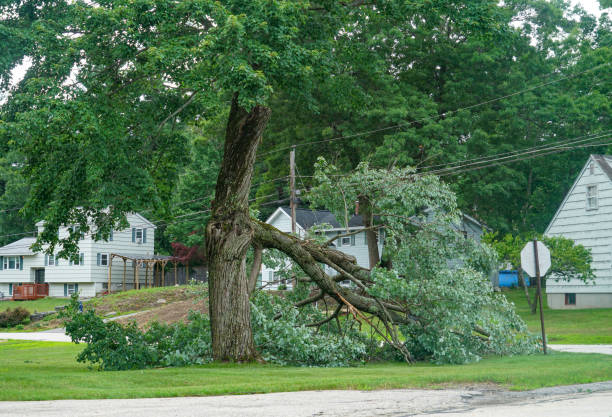 How Our Tree Care Process Works  in  Liverpool, NY