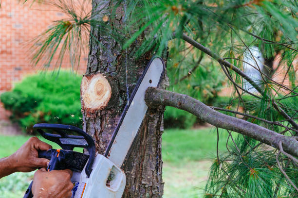 Best Tree Disease Treatment  in Liverpool, NY